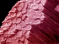 Мышечная ткань в разрезе под микроскопом
